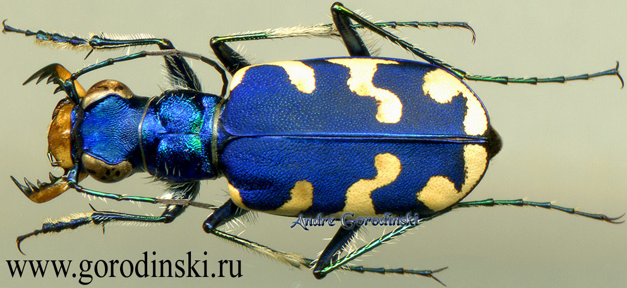 http://www.gorodinski.ru/cicindela/Cicindela nitida nitida.jpg